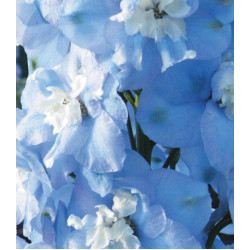 Семена Дельфиниум F1 Утренняя Звезда лавандовая