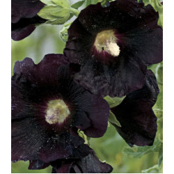 Семена Шток-роза Шоколад