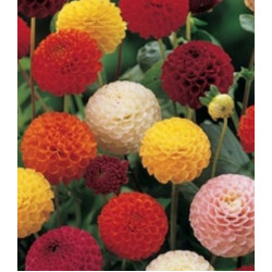 Семена Георгина Яркие помпоны