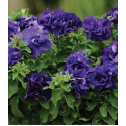 Семена Петуния F1 Дабл каскад блу