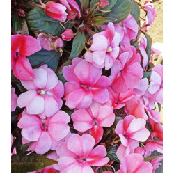 Семена Бальзамин новогвинейский F1 Флорифик Свит