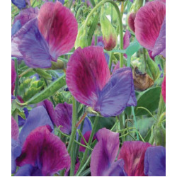 Семена Горошек душистый Матукана