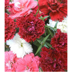 Семена Гвоздика китайская F1 Грейс