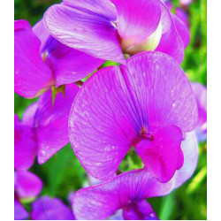 Семена Горошек душистый Розовый жемчуг