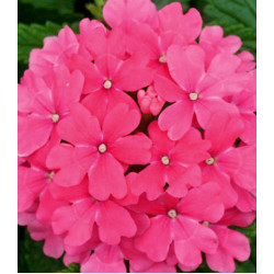 Семена Вербена F1 Кварц Пинк