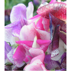 Семена Горошек Душистый Фантазия