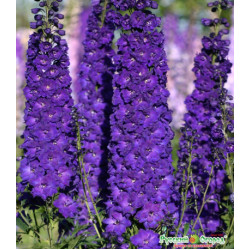 Семена Дельфиниум F1 Ройял Аспирэйшен