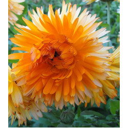 Семена Календула Танжеринг Апельсин