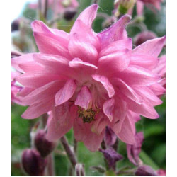 Семена Аквилегия Барлоу розовая