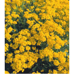 Семена Алиссум Золотая волна
