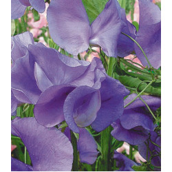 Семена Горошек душистый Лазурный берег