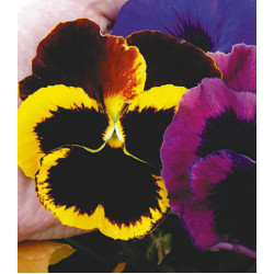 Семена Виола F2 Русский Размер