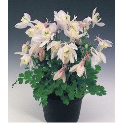 Семена Аквилегия Камео нежно-розовая