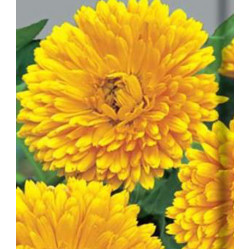Семена Календула махровая Кэндимен еллоу