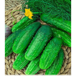 Огурец Братец Иванушка F1