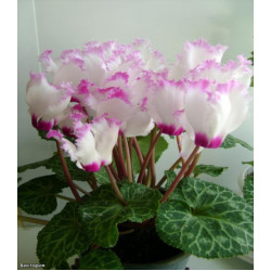 Цикламен Виктория персидский