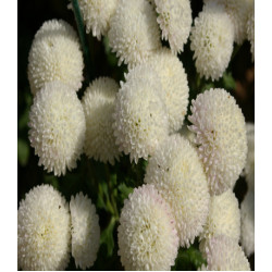 Хризантема девичья Сноу бол