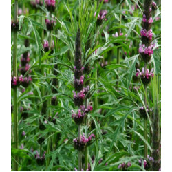 Пустырник сердечный Самарский