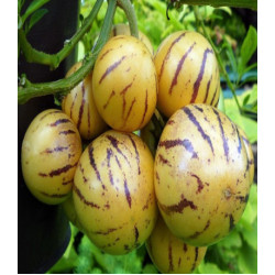 Пепино Рамзес