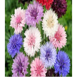 Василёк Снежная королева смесь окрасок