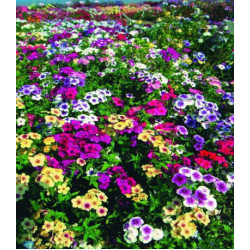 Флокс Гобелен смесь окрасок