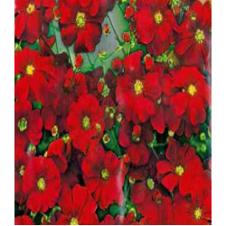 Гипсофила Кармин изящная