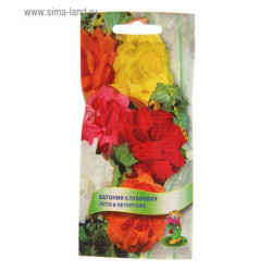 Бегония Лето в Петергофе клубневая