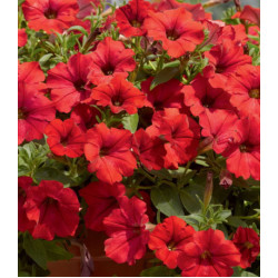 Петуния Пламя