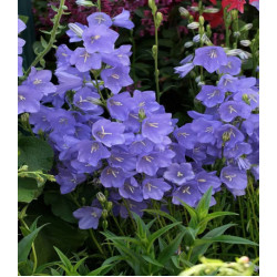 Колокольчик Средний Голубой