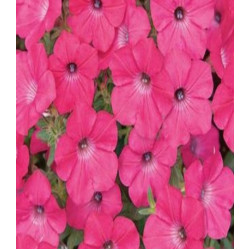 Петуния Суперкаскадная розовая F1
