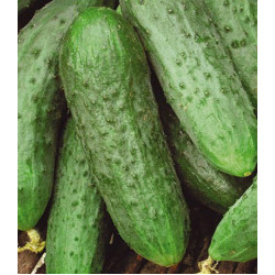 Огурец Водолей