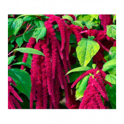 Амарант Малиновые бусы