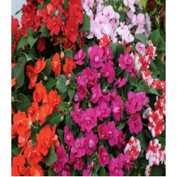 Бальзамин Уоллера Острова F1