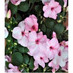 Бальзамин Венский Вальс смесь окрасок F1