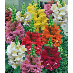 Львиный зев Карликовый смесь