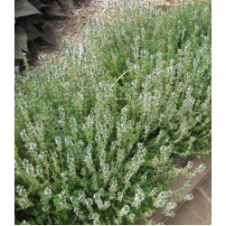 Тимьян Лимончелло (чабрец)