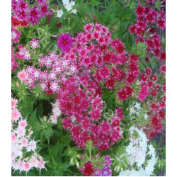 Флокс Мерцающая звезда