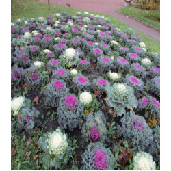 Капуста декоративная Русский круг
