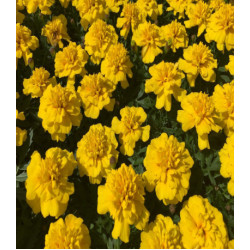 Бархатцы Брокада желтая отклоненные