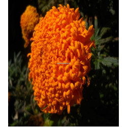 Бархатцы Оранжевый снег