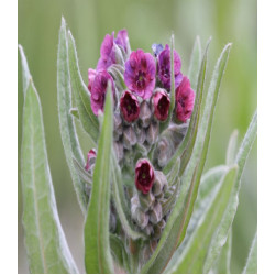 Чернокорень Лекарственный