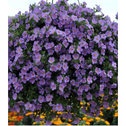 Бакопа Василиса