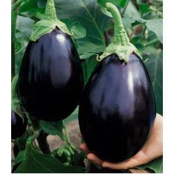 Баклажан Черный красавец