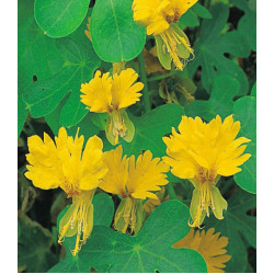 Настурция иноземная Канарейка