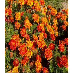 Бархатцы Русти Ред отклоненные