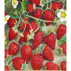 Земляника альпийская Мечта