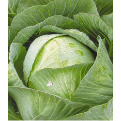 Капуста белокочанная Сибирячка 60
