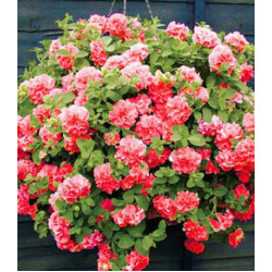 Петуния махровая грандифлора Валентина F1