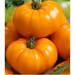 Томат Оранжевый гигант