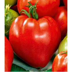 Томат Сердце Сибири